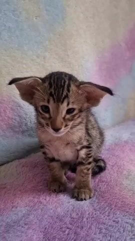 A close-up, medium shot of a young tabby kitten with large ears is seated on a soft, multi-colored blanket. The kitten faces the camera and its eyes are open and looking forward. The background of the image is out of focus and consists of stripes of pink and blue.
