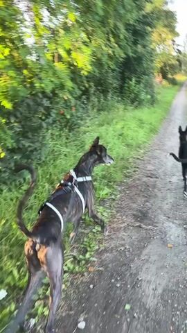 The video shows two dogs walking on a gravel path lined with trees and grass. The dog in the foreground is a greyhound with a harness and is looking to its right. The dog in the background is black and is walking away from the camera. The path is surrounded by lush green vegetation, and the sun is shining through the trees, creating a warm, inviting atmosphere. The video appears to be filmed during the daytime, likely in the late afternoon or early evening. The dogs are leashed, indicating they are being walked by their owner, who is likely holding the camera. The overall scene depicts a peaceful, outdoor setting.