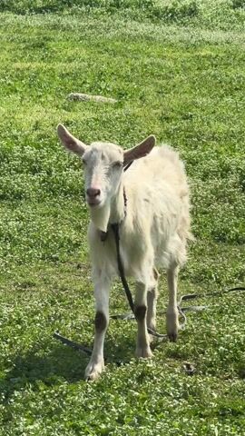 A medium shot shows a white goat with a collar and lead standing in a green grassy field on a sunny day. The goat has a small beard and long floppy ears. A woman wearing a grey jacket and blue jeans walks past the goat, holding the lead. There is a bench in the background and a building in the far background. The goat walks to the right.