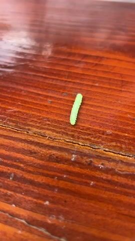 The video shows a small, light green caterpillar on a glossy, brown, wooden surface with visible wood grain. The caterpillar is positioned in the center of the frame. The surface has a slightly reflective quality, suggesting a polished or varnished finish. No people or other objects are visible. There is a slight buzzing sound throughout the video.