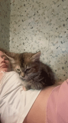Lazy afternoon in bed with a sleepy tabby kitten
