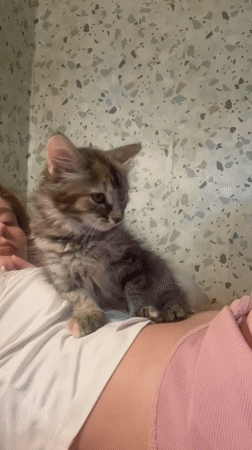 Lazy afternoon in bed with a sleepy tabby kitten