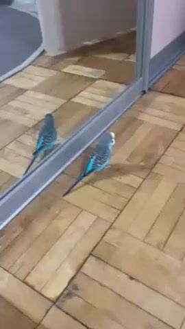 A short, medium-shot video shows a small budgie parakeet standing on a wood floor in front of a closet mirror. The parakeet is blue and grey with a long tail and a yellow and white head. It walks up to the mirror and appears to peck at the mirrored image of itself. The wood floor is made up of small rectangular blocks. The closet door frame is grey. A small carpet and a door are visible in the background. A voice is heard speaking in the background, but the audio is not clear.