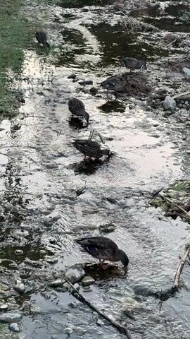 A group of ducks are foraging in a shallow, rocky stream. Some ducks are closer to the camera, with their heads down in the water, while others are further upstream. The water is clear and reflects the overcast sky. The banks of the stream are covered with gravel and some sparse vegetation.