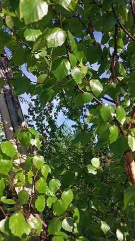 This video showcases a close-up view of a birch tree with lush green leaves, filmed from a low angle looking upwards. The camera pans slowly upwards through the branches, revealing the sky and other trees in the background. The sunlight filters through the leaves, creating a dappled effect and highlighting their vibrant green color. The trunk of the birch tree is textured and appears to be peeling, a characteristic feature of birch trees. The scene is set in a natural environment, likely a forest or park. The bright sunlight suggests it is daytime, and the clear blue sky indicates fair weather. No people or specific objects are visible other than the tree and surrounding foliage. The overall impression is one of natural beauty and tranquility. The location context provided is Valok, Russia.