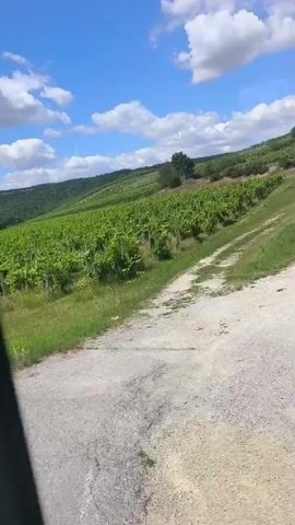 The video shows a landscape of green vineyards under a bright blue sky with white clouds. The camera appears to be moving, possibly from inside a vehicle, as indicated by a dark, out-of-focus frame on the left side of the screen. The vineyards are planted on a gentle slope, with neat rows of grapevines stretching across the frame. In the foreground, there is tall green grass. In the distance, rolling hills covered in vegetation are visible. A single tree stands on the right side of the hill in the distance. Sunlight illuminates the scene, creating a warm and vibrant atmosphere.