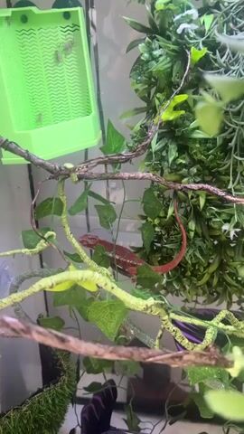 A red chameleon is perched on a branch in a terrarium. To the left, a green plastic container with holes is attached to the glass, containing a few small, light-colored insects. The chameleon is surrounded by artificial green foliage and brown vines. In the background, a white tiled wall is visible.