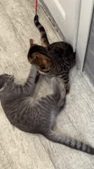 Two cats play together on wooden floor indoors