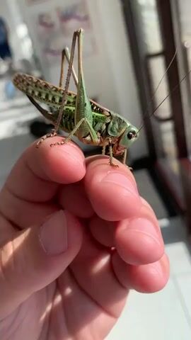 A grasshopper is perched on a person's fingers. The grasshopper is green and brown, with long antennae and powerful hind legs. The person's hand is in the foreground, with the grasshopper positioned on their fingertips. The background is blurred, but appears to be an indoor setting with a window.