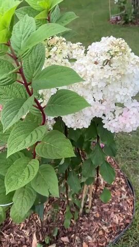 This video shows a close-up of a blooming hydrangea plant. The plant has large, green leaves and large clusters of white flowers that are tinged with pink. The flowers are cone-shaped and made up of many small florets. The plant is growing in a garden bed with mulch around its base. The background is blurred and appears to be grass. The video pans slightly across the flowers, highlighting their delicate texture and color.