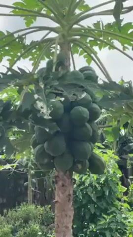 The video showcases a papaya tree heavily laden with green fruits. The camera pans upwards, revealing the tree's broad leaves and the cloudy sky above. The scene then shifts to the backyard area, showing a concrete wall, a clothesline with laundry hanging, and various gardening tools and containers. Finally, the video captures a dog walking near a wire cage structure, possibly a kennel, covered with a yellow tarp or material. The environment suggests a domestic setting, possibly a garden or backyard.