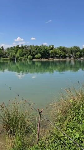 The video begins with a close-up of reeds on the edge of a lake. The camera pans slightly to the right, revealing a fishing rod resting in a holder on the bank. The lake water is a clear, turquoise color, reflecting the blue sky and scattered white clouds above. The opposite bank is lined with lush green trees, and some structures are visible amongst them, possibly buildings or piers. A white buoy floats in the distance on the water. The camera continues to pan right, showing more of the shoreline with reeds and grass. The sky is bright and sunny.