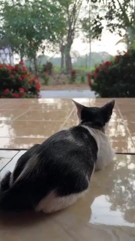 A black and white cat is lying on a tiled floor, facing away from the camera. The cat is looking out at a garden with green plants and red flowers. The sun appears to be setting in the background.
