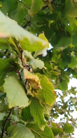 A close-up shot of hazelnut clusters hanging from a tree branch is shown. The hazelnuts are still developing and enclosed in green husks. Green leaves surround the hazelnuts. A hand reaches into the frame and gently touches one of the hazelnut clusters, separating it slightly from the leaves. The background is blurred, suggesting a shallow depth of field, with more foliage visible. The lighting appears to be natural daylight.