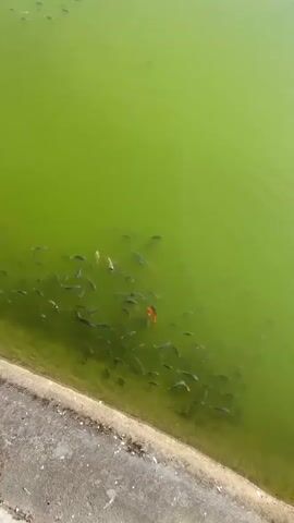 The video shows a school of fish swimming in murky green water. The fish are small and mostly dark in color, with one larger, bright orange fish in the center of the school. The water appears to be in a pond or large basin, with a concrete edge visible in the foreground. The water is cloudy and has a yellowish-green hue, suggesting it may be a pond with algae or sediment. The sunlight appears to be bright, casting a slight reflection on the water's surface. The overall scene is one of natural aquatic life in a somewhat stagnant body of water. There is no visible text in the video.