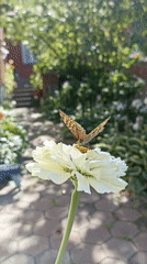 Butterflies on zinnias, cat in a garden, Mochische summer