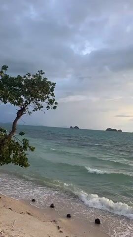 The video shows a beach with the ocean and cloudy sky. In the foreground, there is a sandy beach with some coconuts scattered on it. A tree with green leaves is on the left side of the frame. The ocean is turquoise and has waves crashing on the shore. In the distance, there are several islands. The sky is filled with gray clouds, but there is a hint of yellow and orange light, suggesting a sunset or sunrise. The camera is stationary.