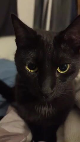 The video features a close-up shot of a black cat with piercing yellow eyes. The cat's fur appears smooth and glossy. It has a few white hairs on its chest. The background is blurred, but suggests an indoor setting with clothing and furniture visible. The cat turns its head slightly to the side.