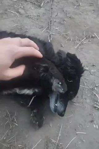 A person's hand is stroking the head of a black dog lying on the ground. The dog appears to be a puppy and has white fur around its snout and eyes. The ground is made of dirt and scattered with dry grass. A metal chain is visible above the dog's head, suggesting it is tethered. The lighting suggests it is daytime, possibly overcast.