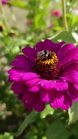 The video displays a close-up shot of a vibrant pink zinnia flower with a bee in the center. The bee appears to be collecting nectar or pollen. The flower is in focus, with its petals fully opened and a rich, textured center. The background consists of green foliage, also slightly out of focus, suggesting a garden or natural outdoor setting. The lighting appears to be natural daylight, highlighting the colors and details of the flower and the bee. The camera angle is slightly from above, looking down onto the flower. The overall impression is one of a peaceful moment in nature, capturing the interaction between an insect and a blooming flower.