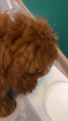 The media file shows a close-up, side-view of a small, fluffy, reddish-brown dog, likely a toy poodle, eating from a white bowl. The dog is positioned on a white surface that appears to be a raised platform or ledge. Next to the food bowl, there is another white bowl, possibly for water, which is empty. The background features a green surface, possibly a wall or a piece of furniture, and a wooden trim. The flooring is visible at the bottom left of the frame and appears to be a light gray tile with a subtle pattern. The lighting suggests it's daytime. The dog is focused on its food, and its fur is slightly disheveled from its activity. The overall scene is domestic and casual. There is no visible text in the media file.