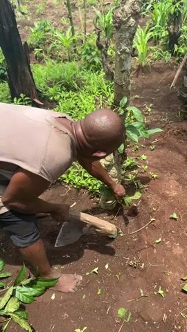 A bare-footed man in a gray t-shirt and dark shorts uses an axe to cut away greenery at the base of a small tree. The ground is red soil covered with small plants and debris. Behind the man and tree is a dense patch of green foliage and bamboo-like plants. The scene is illuminated by natural light.