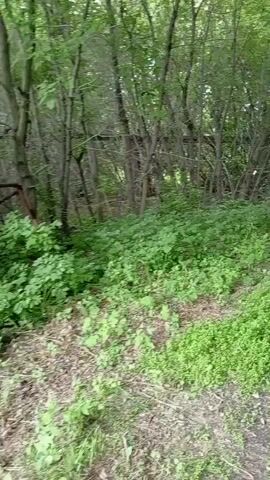 A first-person perspective video shows a dirt path leading through a dense forest. Lush green foliage lines both sides of the path, with tall trees creating a canopy overhead, dappled sunlight filtering through the leaves. The camera moves forward, following the path as it curves slightly to the right and then straightens out. The environment appears natural and undeveloped, with no signs of human structures or activity other than the path itself. The overall impression is one of walking through a secluded, wooded area.
