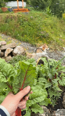Garden harvest documented in Gangloff featuring strawberries and chard