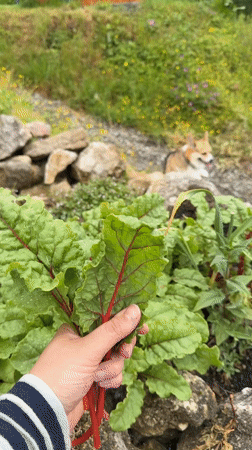 Garden harvest documented in Gangloff featuring strawberries and chard