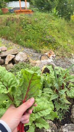 Garden harvest documented in Gangloff featuring strawberries and chard