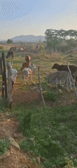 Cattle herd grazes in Venezuelan pasture near Vallecito