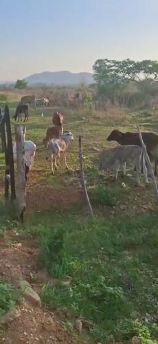 Cattle herd grazes in Venezuelan pasture near Vallecito