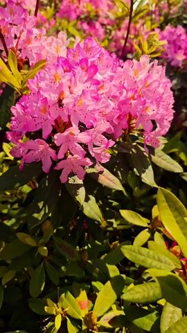 The video shows a close-up of a cluster of pink rhododendron flowers in full bloom. The flowers are a vibrant shade of pink with yellow and orange accents inside the petals. A bee is visible, flitting among the flowers, presumably collecting pollen. The flowers are surrounded by green leaves, some of which are a lighter, yellowish-green hue. Sunlight filters through the foliage, creating dappled shadows. The camera angle is low, looking up at the flowers.