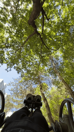 Seoul resident documents city views from trees to temples