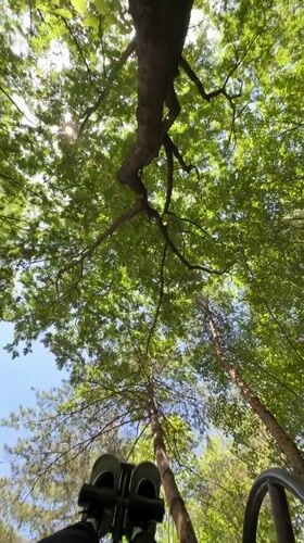 Seoul resident documents city views from trees to temples