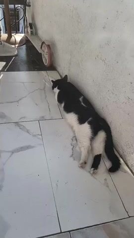 A black and white cat is lying on its side on a tiled floor, its head pressed against a wall. A white scooter with pink wheels is parked next to the wall. The scene is outdoors, with sunlight casting shadows on the ground.