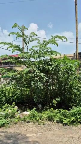 The video displays a tall, leafy green tree or shrub with compound leaves. It is situated outdoors in what appears to be a somewhat unkempt area, with visible trash and debris at its base. In the background, there are buildings, power lines, and a bright blue sky with scattered white clouds. The camera pans slightly, showcasing the foliage and the surrounding environment.