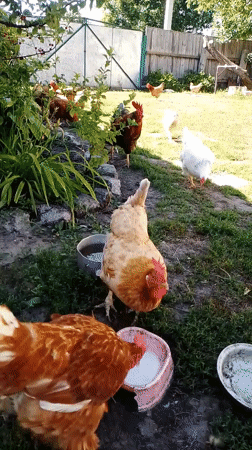 Backyard farm life: chickens, a cat, and homemade preserves