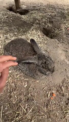 A hand pets a rabbit. The rabbit is large and gray-brown, sitting still on the ground. The ground is dirt covered in straw and grass. In the background are several holes in the ground. A wooden post is visible. There are pieces of orange carrot scattered near the rabbit.