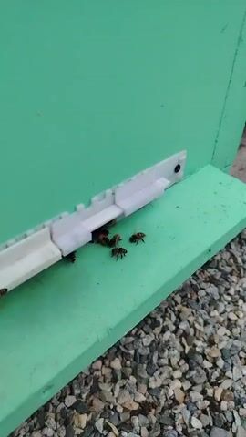 This is a close-up, low-angle shot of a group of bees clustered around the entrance of a bright green beehive. The entrance is a small opening with a white plastic guard. Several bees are visible, some walking on the green surface and others near the entrance. One bee is in flight to the right of the frame. The ground beneath the hive is covered in small, multi-colored pebbles. The lighting suggests it is daytime.