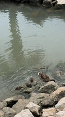 Duck family spotted at rocky pond in Fethiye, Turkey