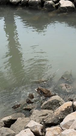Duck family spotted at rocky pond in Fethiye, Turkey