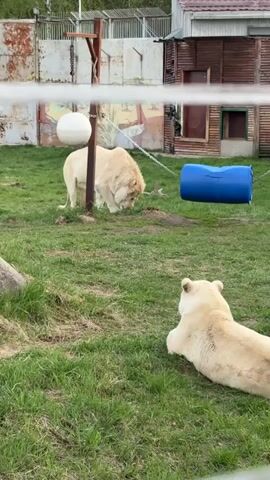 The video shows a pair of white lions in a grassy enclosure. One lion is standing and sniffing at something near a vertical pole supporting a white ball and a blue cylindrical object hanging from chains. The other lion is lying down in the grass, watching the standing lion. The enclosure is fenced in with a building visible in the background. There is some indistinct audio of a child singing.