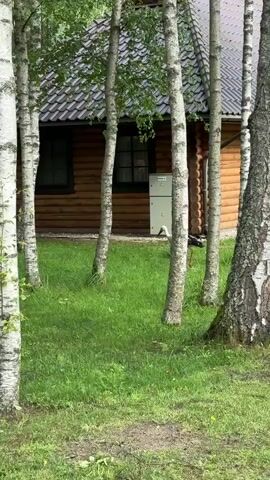A white stork with black wing tips and a red beak is walking on a grassy area in front of a log cabin. The stork is captured in a medium shot, surrounded by several thin birch trees. The cabin has a dark roof and two windows. There is a white electrical box on the side of the cabin. The stork is the central focus of the video, its movements and presence in this environment are the primary actions. The environment is natural and slightly overgrown with grass.
