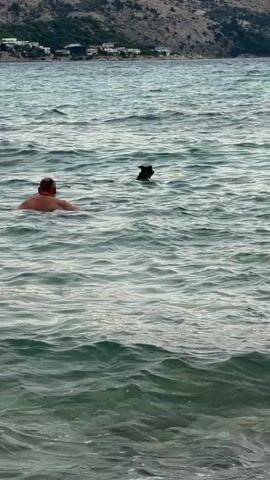 A man is swimming in the ocean. A dog wearing a life vest is swimming in front of him. The ocean is choppy, and there are buildings on a hill in the background. The sky is overcast.
