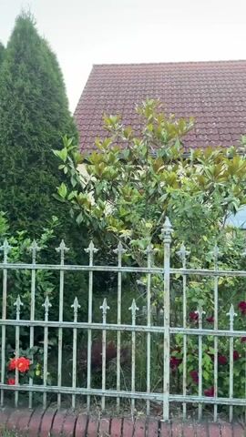 This is a panning video of a white metal fence in front of a house. The fence is ornate with pointed finials on top of each vertical bar. The house has a red tiled roof and a yellow facade. Behind the fence, there are several bushes and trees. Some of the bushes are in bloom, with red and white flowers. The ground in front of the fence is covered with grass and some dirt. A brick border runs along the base of the fence. The video pans from left to right, showing more of the house and garden as it progresses. There are no people or animals visible in the video. The sky is overcast.