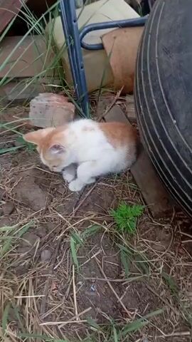 A ginger and white kitten is crouched on the ground near a large tire. The kitten appears to be sniffing or investigating the dirt. The environment is outdoors, with dry grass, dirt, and some debris visible. A metal object, possibly part of a chair or stand, is also present in the background. The kitten is the sole focus of the video.