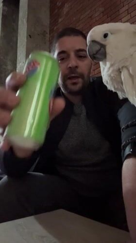 Man shares drink with cockatoo in Tanger