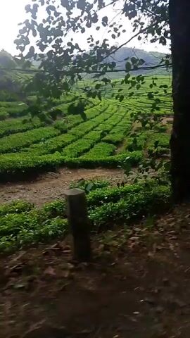The video shows a drone shot panning across a lush green tea plantation. The tea bushes are neatly arranged in rows on rolling hills. Sunlight filters through the leaves of trees in the foreground, casting dappled shadows on the ground. The overall impression is one of natural beauty and tranquility.