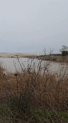 Overcast seascape captured through reeds in Obzor, Bulgaria